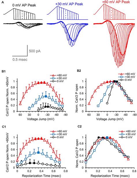 Frontiers Presynaptic Calcium Channel Open Probability And Changes In