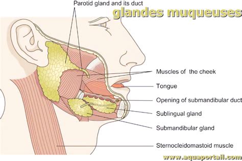 Glande muqueuse définition et explications