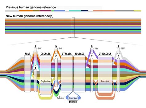 Il Primo Pangenoma Umano La Mappa Genetica Pi Completa E Diversificata