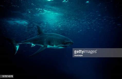 Female Great White Shark ストックフォトと画像 Getty Images