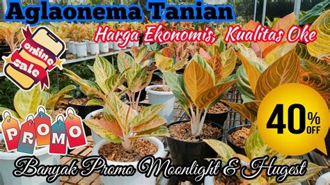 AGLAONEMA HARGA ADEM BANYAK SIZE EKONOMIS BANYAK PROMO AGLONEMA