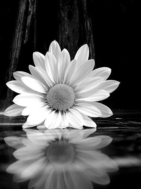 Black And White Photography A White Flower On Water