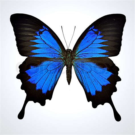 Schwarze Und Blaue Schmetterling Auf Hellgrauem Hintergrund Papilio