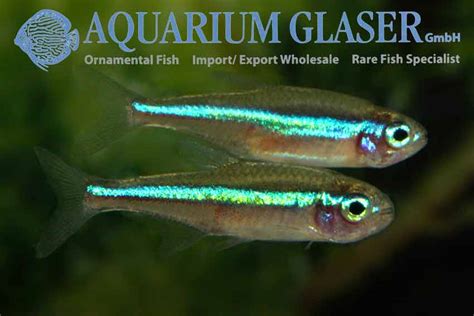 Paracheirodon simulans - Aquarium Glaser GmbH