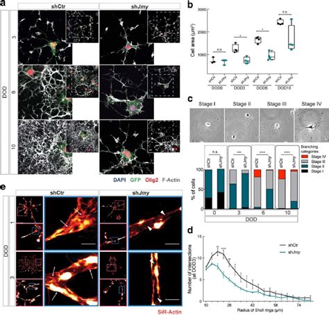 Fig Ure 4 Morphological Differentiation Of Oligodendrocytes Requires