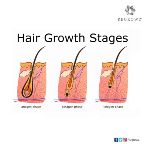 Hair Growth Cycle Every hair growth cycle goes through three phases ...