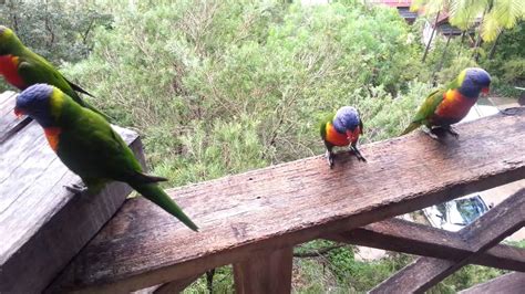 Rainbow Lorikeets Youtube