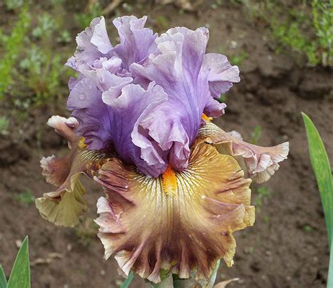 ирисы фото Ирис ARIANNA - Фото-Град #yandeximages