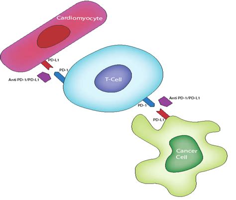 Frontiers Overcoming The Cardiac Toxicities Of Cancer Therapy Immune