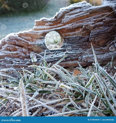 Madeira E Erva Congeladas Imagem De Stock Imagem De Outono