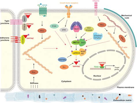 Frontiers Role Of Hippo Pathway Yap Taz Signaling In Angiogenesis