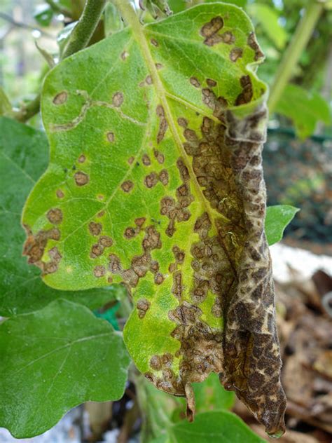 Eggplant Diseases And Pests Description Uses Propagation