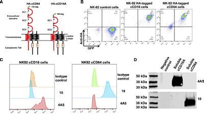 Frontiers Examination Of IgG Fc Receptor CD16A And CD64 Expression By