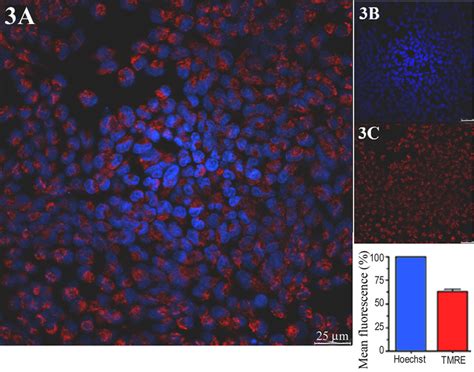 Fig S4 Multi Parameter Apoptosis Assay Confocal Microphotographs