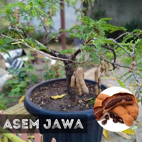 Benih Asam Jawa Isi Biji Tanaman Asem Lazada Indonesia