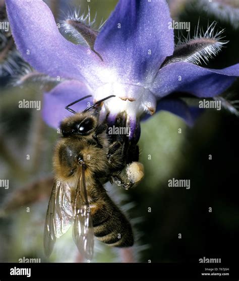 Borage Star Flower Bee Bread Borago Officinalis Echium Amoenum