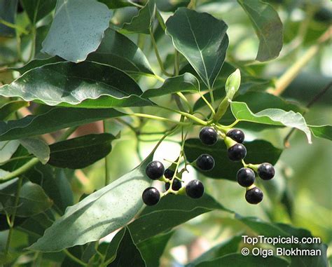 Camphor Tree Seeds