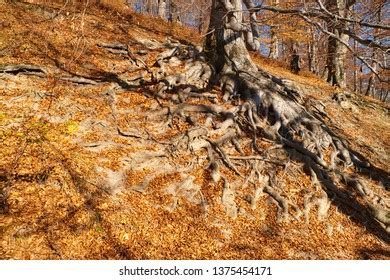 Naked Autumn Tree Stock Photo Shutterstock