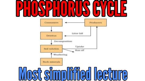 Explanation Of The Phosphorus Cycle