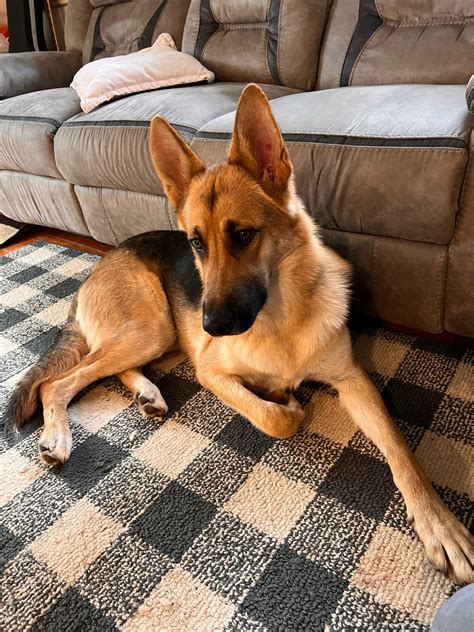 German Shepherd Puppies For Sale Manassas VA 523176