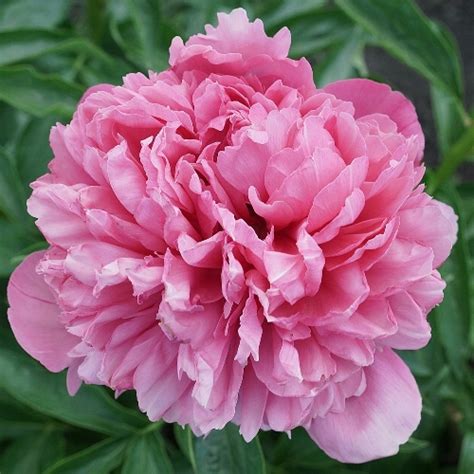 Rogers Pink American Peony Society