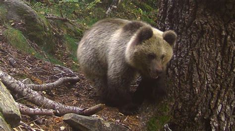 La población de osos se consolida en el Pirineo y alcanza la cifra