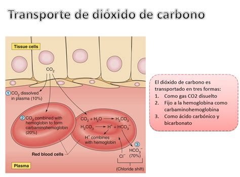 Transporte De Dióxido De Carbono Y Regulación Del Ph Sanguíneo ~ Blog De FisiologÍa Basica