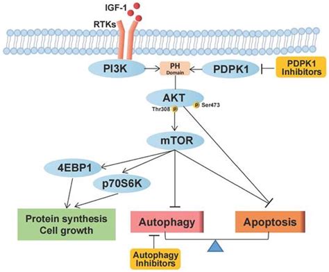 Disruption Of Autophagic Flux And Treatment With The Pdpk1 Inhibitor Gsk2334470 Synergistically