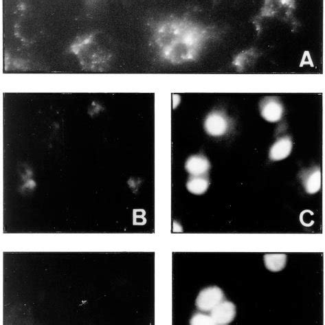 Receptor Mediated Uptake Of Fluorescently Labeled YVLDL By Endodermal