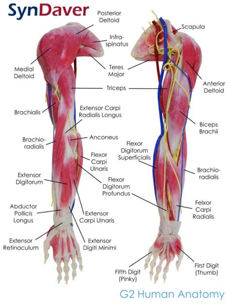 Anatomy-Arm-Labeled | SynDaver