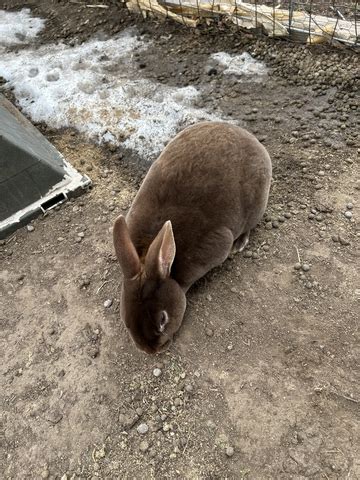 4H Rex Rabbits Nex Tech Classifieds