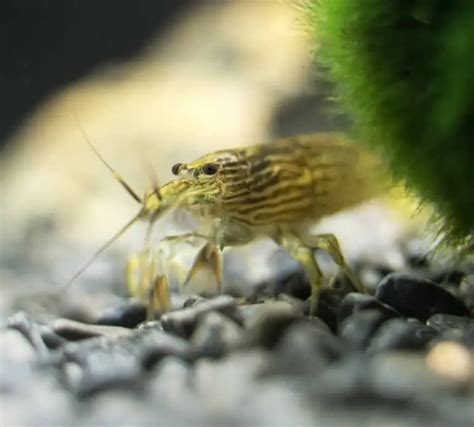 What Do Bamboo Shrimps Eat How Explained EFishkeeping