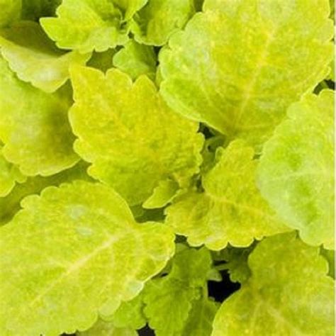 Pelleted Coleus Seeds Coleus Seeds Fairway Yellow 50 Thru 500 Bulk