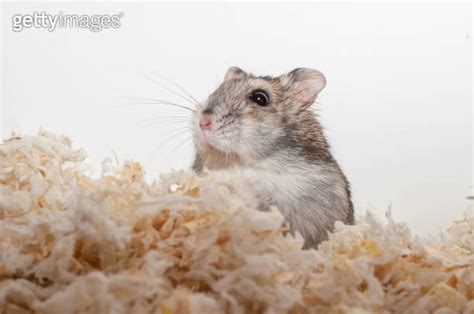 Djungarian Dwarf Hamster Phodopus Sungorus