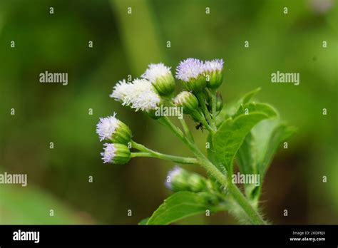 Macro Shot Bandotan Ageratum Conyzoides Is A Type Of Agricultural