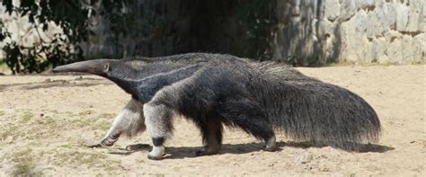 Oso Hormiguero Características Alimentación Reproducción