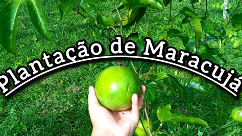 PLANTAÇÃO DE MARACUJÁ YouTube