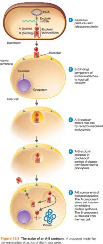 Chapter 15 - Microbial Mechanisms of Pathogenicity Flashcards | Quizlet