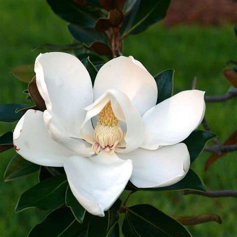 Magnolia Flower Meaning and Symbolism: All You Need to Know | Florgeous