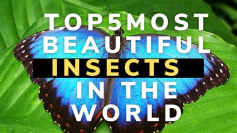 Top 5 Most Beautiful Insects In The World [amazing] Youtube