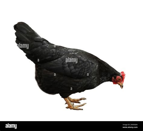 Beautiful Chicken On White Background Domestic Animal Stock Photo Alamy