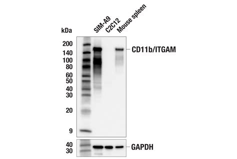 CD11b ITGAM E4K8C Rabbit MAb Cell Signaling Technology