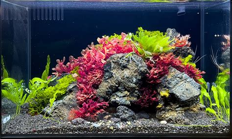 Sevenports Nano Aquariums Planted Aquarium Experts