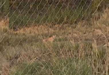 Vecinos Denunciaron El Avistamiento De Un Puma En Puerto San Mart N