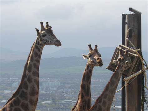 Nubian Giraffe Zoochat