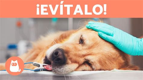 10 Cosas Comunes Que Pueden Matar A Tu Perro Arsveterinaria