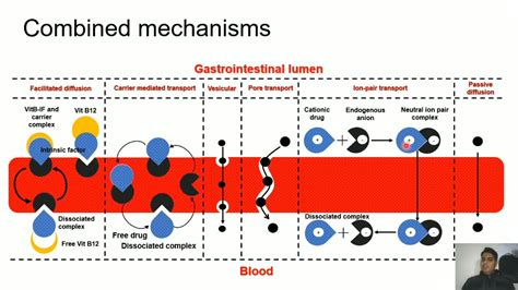 Mechanisms Of Drug Absorption Part I Active Transport I Carrier