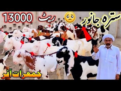 First Interview Big Bakri Farm Baba Usman Bacchon Wala 2024 Ke Bakre