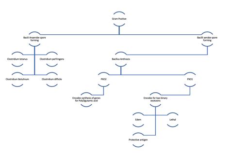 Gram Positive Bacilli Diagram | Quizlet