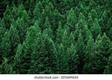 Lush Green Pine Tree Forest Fresh Stock Photo Shutterstock